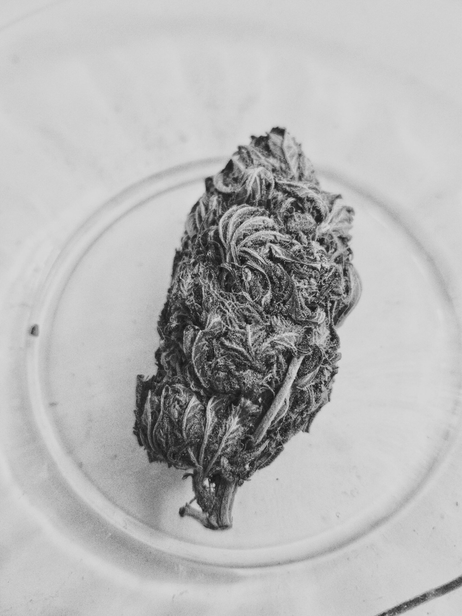 grayscale photo of dried leaf on white ceramic plate